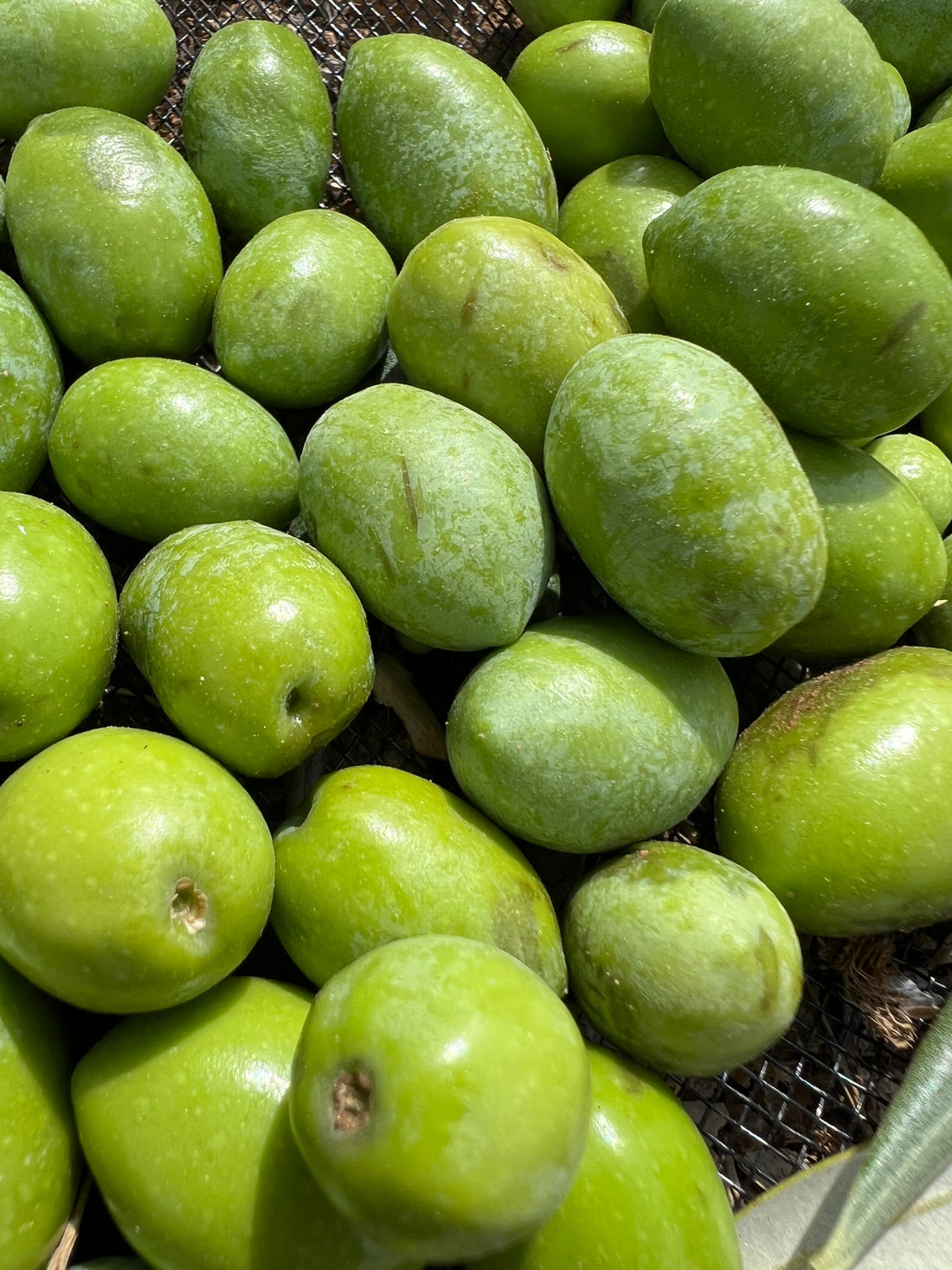 Picual: qué hace especial a la variedad de aceituna de Jaén