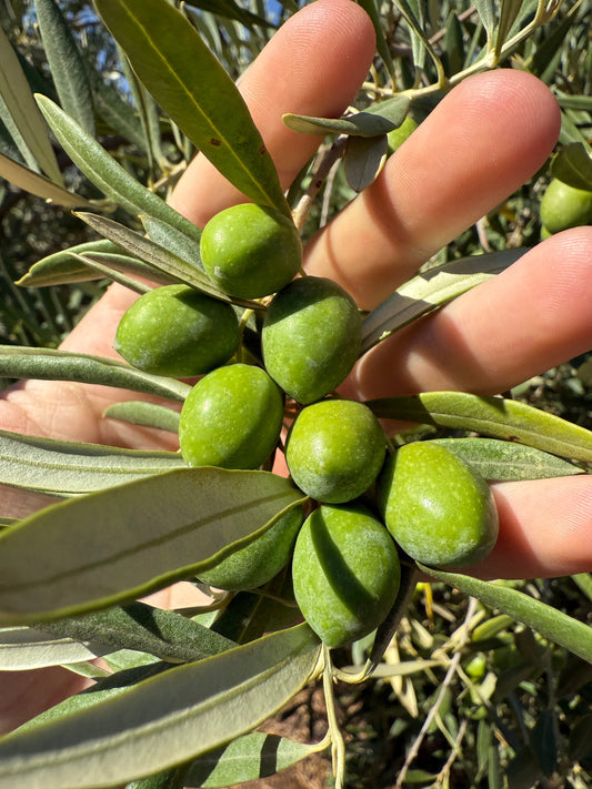 Qué es el AOVE de cosecha temprana (y por qué es verde)