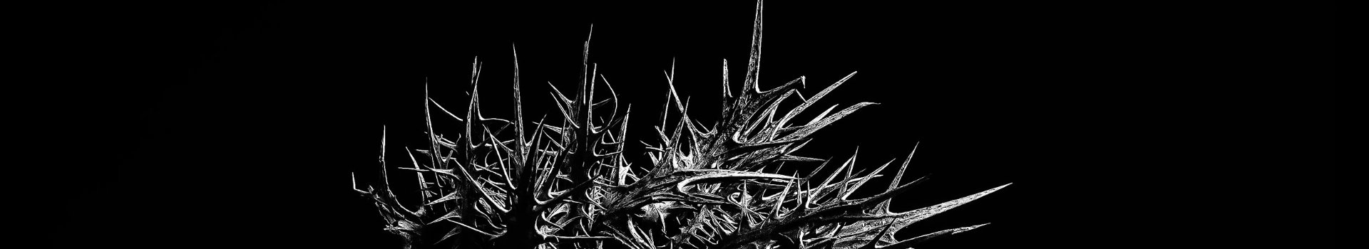Fotografía de cardo Borriquero con fondo negro Elogio premium 2