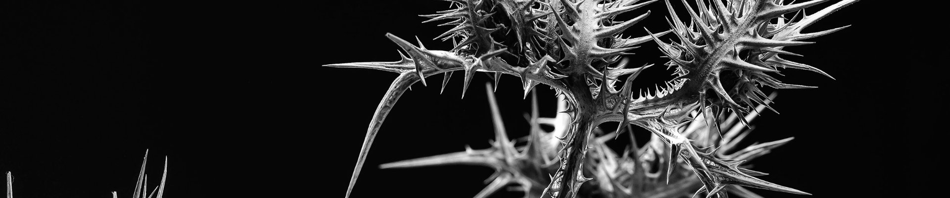 Foto de Hoja de Cardo Borriquero