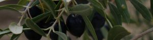 Aceitunas del Olivar de Jaén , Pozo Alcón