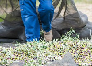 Agricultor arrastrando un mantón de Aceituna en el Olivar de Elogio Premium