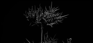 Foto fondo Cardo Borriquero de color negro de Elogio Premium 4