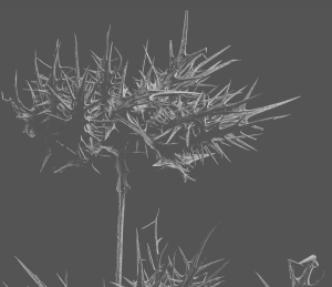 Foto fondo Cardo Borriquero de color negro de Elogio Premium 2
