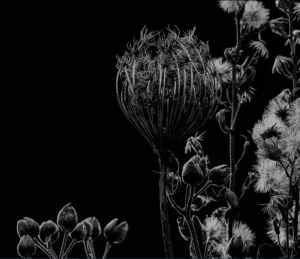 Foto fondo Cardo Borriquero de color negro de Elogio Premium