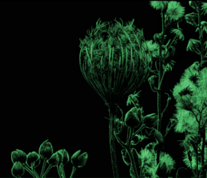 Fondo de flores de color verde para elogiopremium aceite