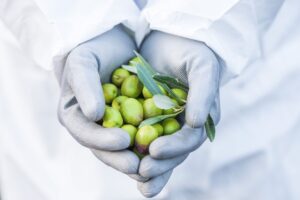Manos de agricultor con aceitunas verdes
