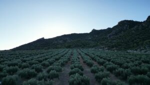 Olivar de Elogio Premium en la Montaña del Parque Natural de Cazorla