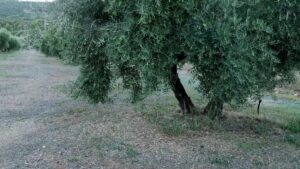 Olivar de Montaña de Elogio Premium Parque Natura